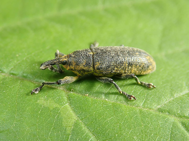 Curculionidae: Lixus pulverulentus? No, Lixus (Dilixellus) bardanae